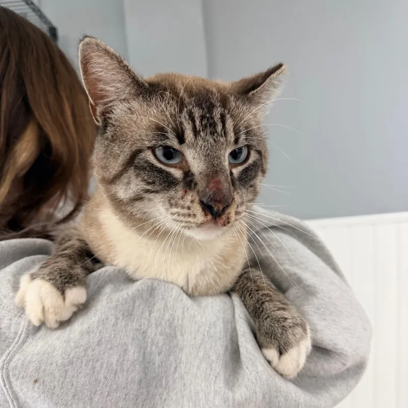 An adult large-sized male Siamese cat named Handsome for adoption in Indianapolis, IN