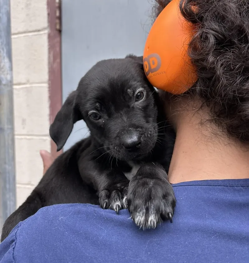 A baby medium-sized male Pit Bull Terrier dog named Cheeto for adoption in Stillwater, OK