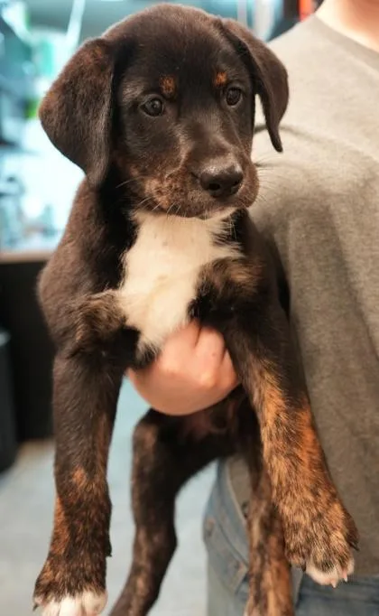A young small-sized male Labrador Retriever dog named Mervin for adoption in Bowling Green, KY