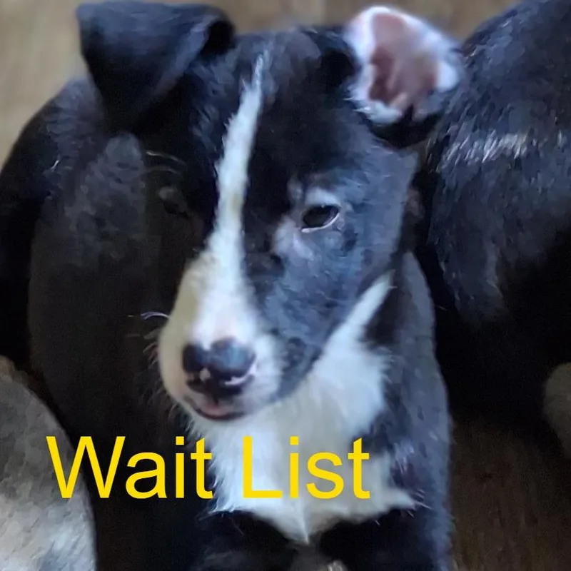 A baby small-sized male Black Labrador Retriever dog named Blakie for adoption in Livingston, TX