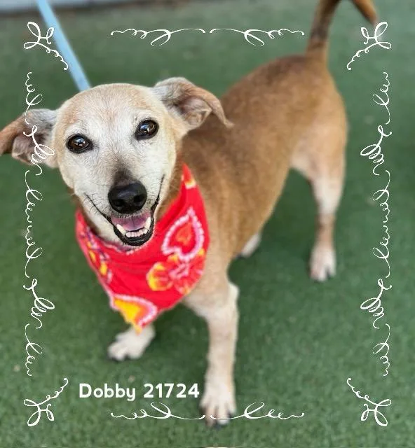 Dobby