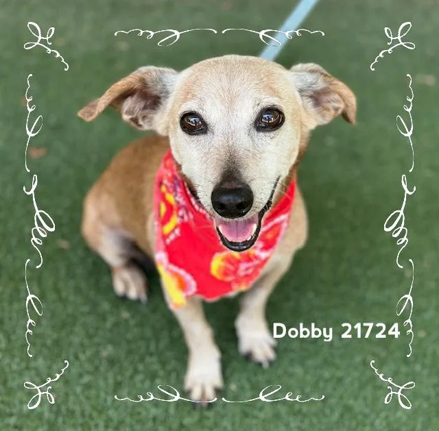 Dobby thumbnail 2