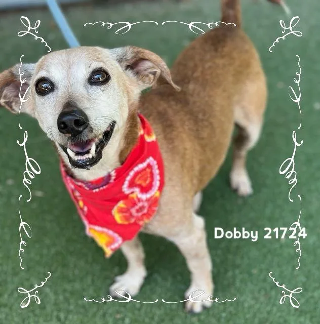 Dobby thumbnail 3