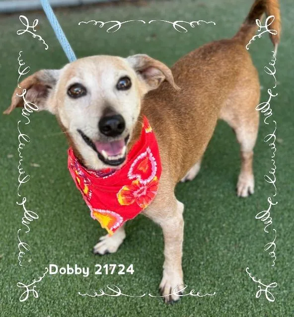 Dobby thumbnail 4