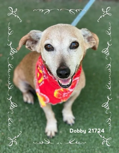 Dobby thumbnail 6