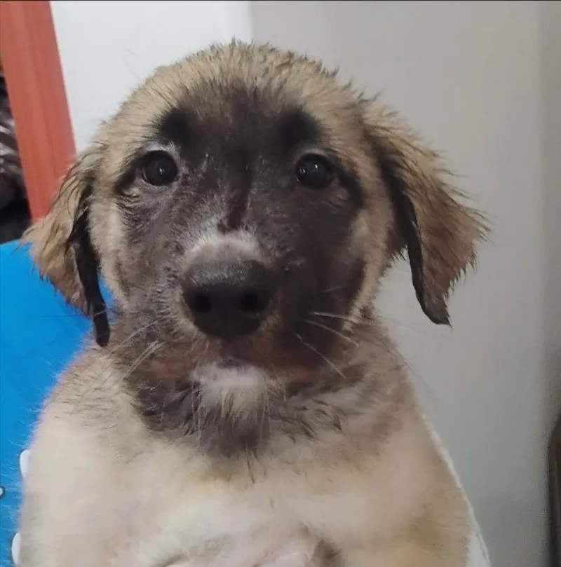 A baby medium-sized male Shepherd dog named Birch for adoption in Thompson Falls, MT
