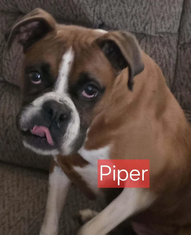 Piper thumbnail 2
