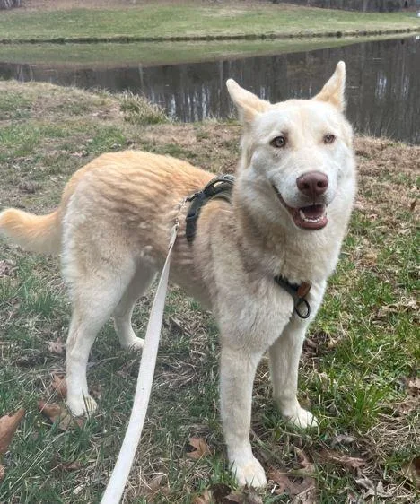 An adult medium-sized male Brown / Chocolate Husky dog named Sawyer for adoption in Mocksville, NC