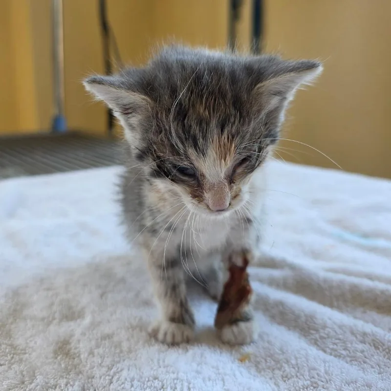 A baby small-sized female Tortoiseshell Domestic Short Hair cat named Mertle for adoption in Corinth, MS