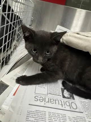 A baby small-sized male Domestic Short Hair cat named Moe for adoption in Van Nuys, CA