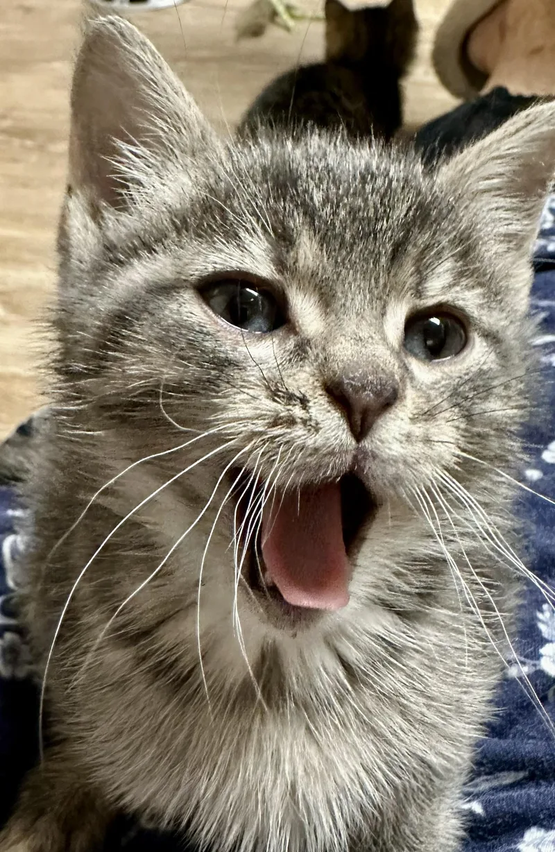 A baby medium-sized male Tabby (Gray / Blue / Silver) Tabby cat named Ramen for adoption in Wayne, NJ