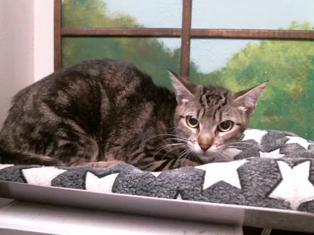 A young medium-sized female Domestic Short Hair cat named Lisa Dee for adoption in Houston, TX