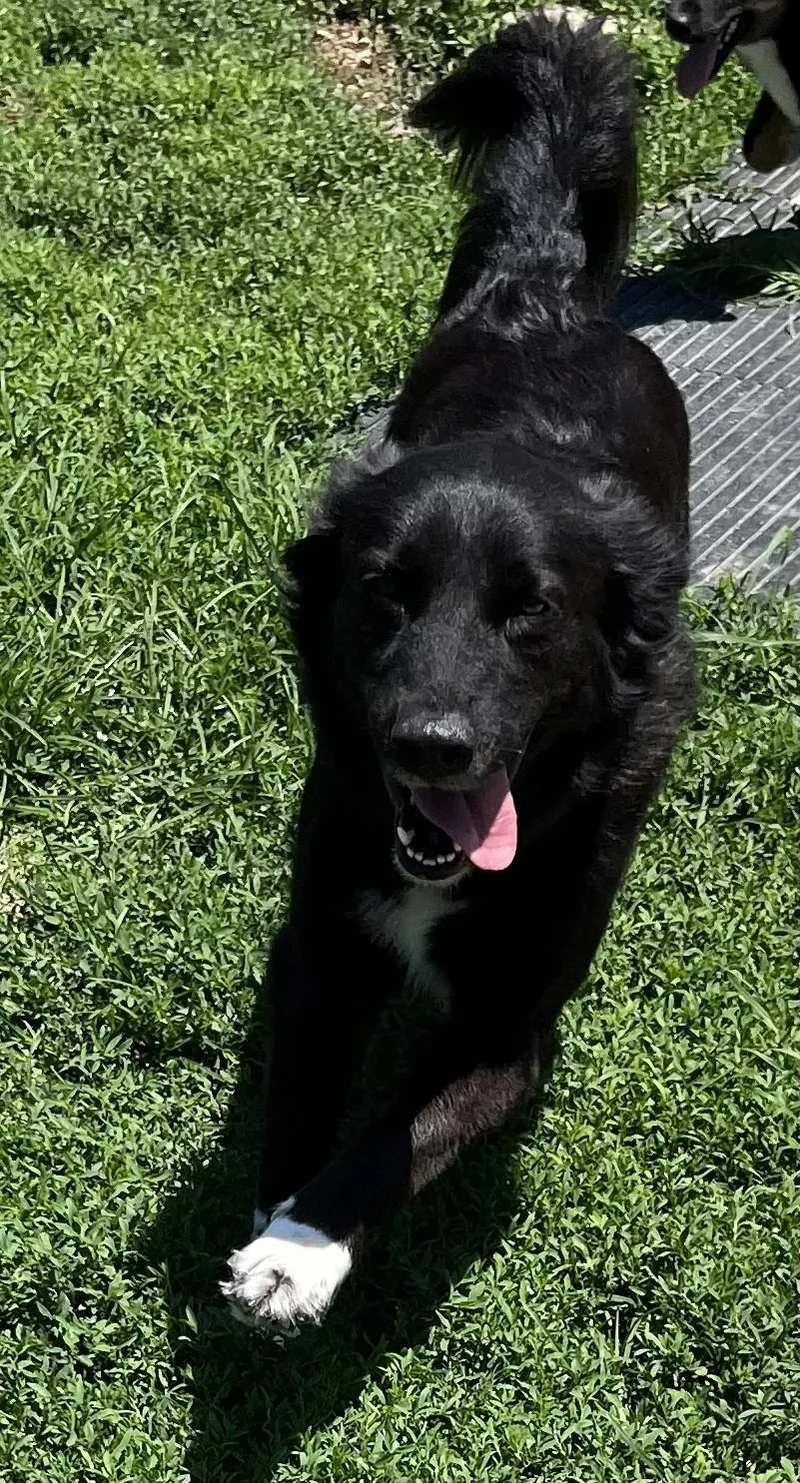 A young medium-sized female Black Australian Shepherd dog named Hope for adoption in Farmington, MO