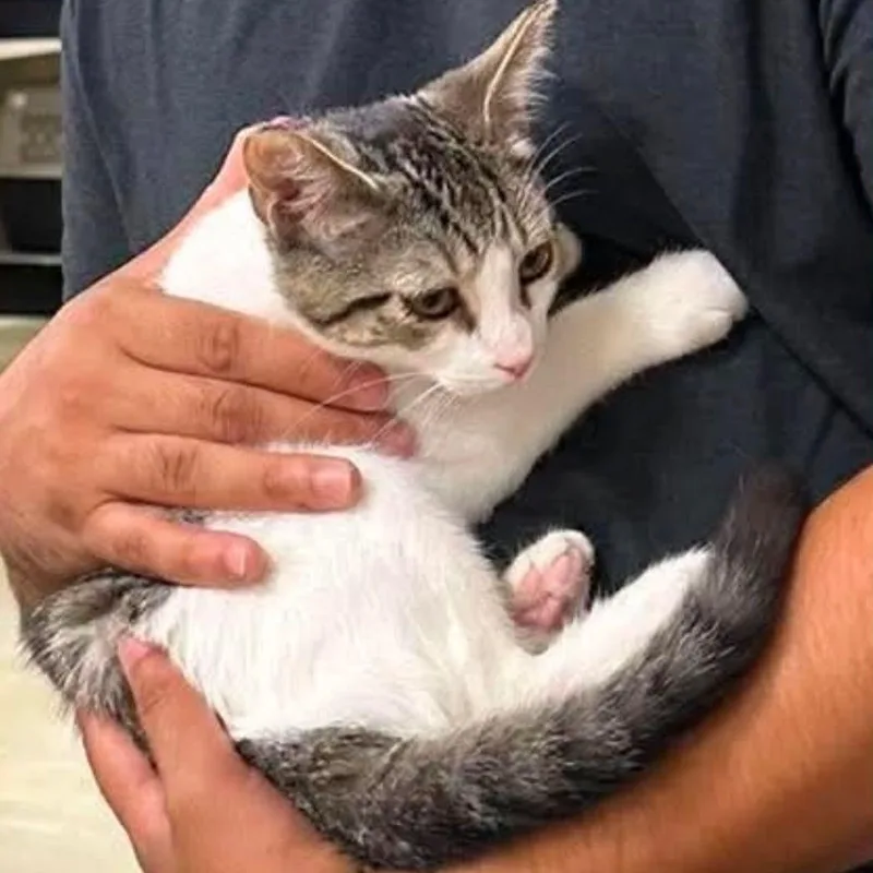 A baby small-sized female Tabby (Brown / Chocolate) Domestic Short Hair cat named Daisy for adoption in Antioch, CA