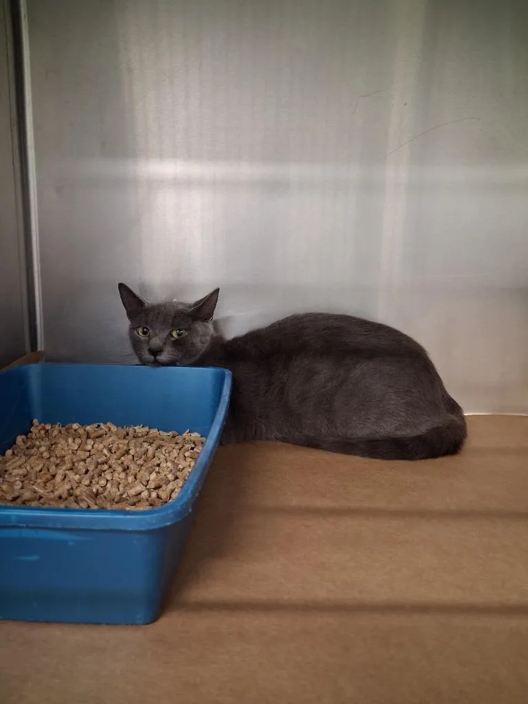 A young large-sized female Domestic Short Hair cat named Shelby for adoption in Cartersville , GA