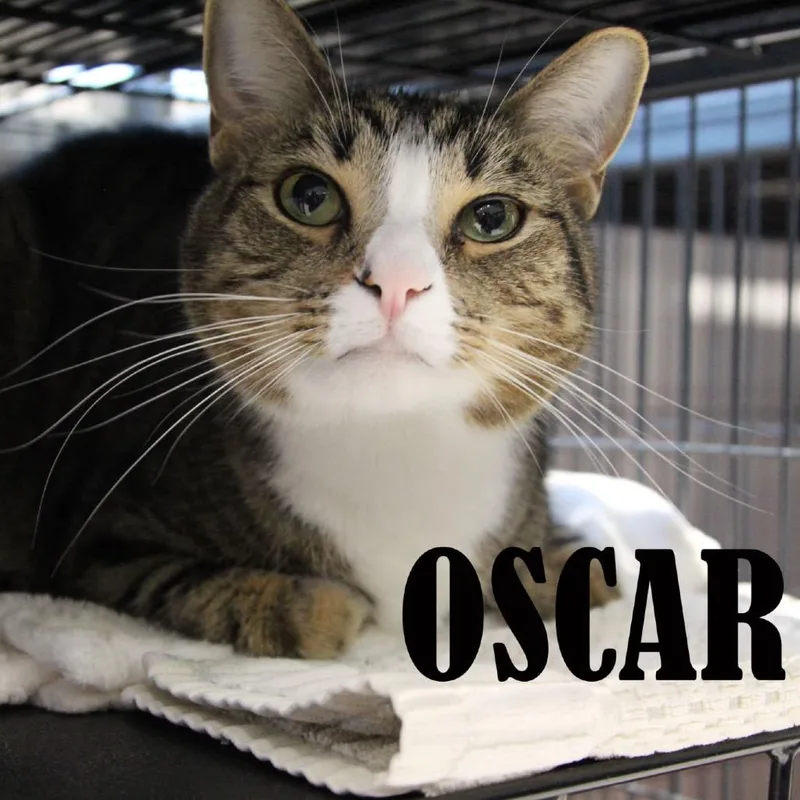An adult medium-sized male Brown / Chocolate Domestic Short Hair cat named Oscar for adoption in Mooresville, NC