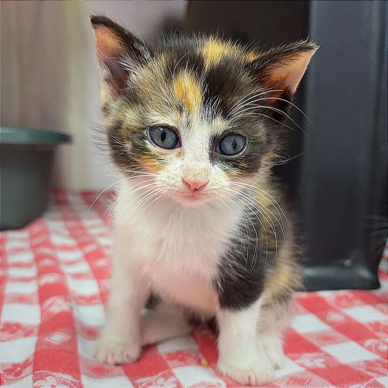 A baby small-sized female Calico Domestic Short Hair cat named Catermelon for adoption in Hannibal, MO