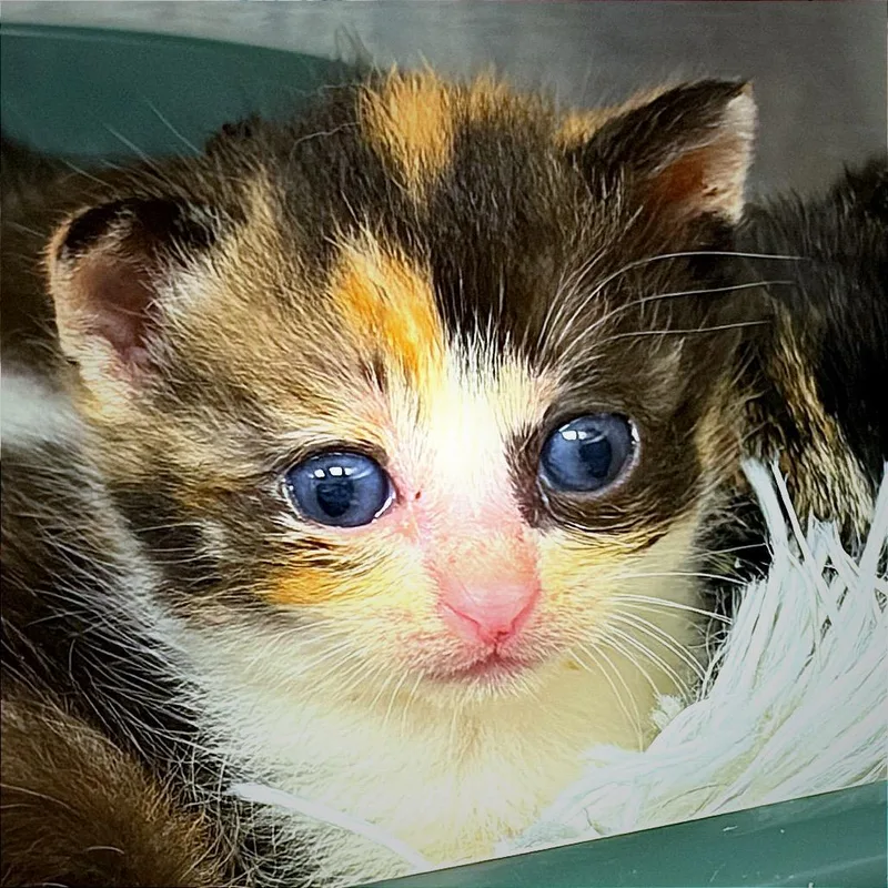 Catermelon thumbnail 3