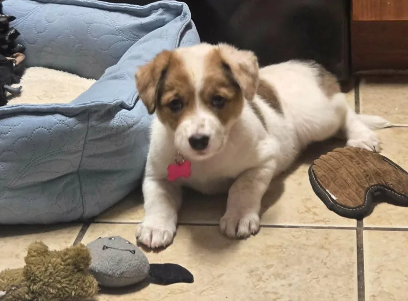 A baby medium-sized female Mixed Breed dog named Izzy for adoption in Mesa, AZ