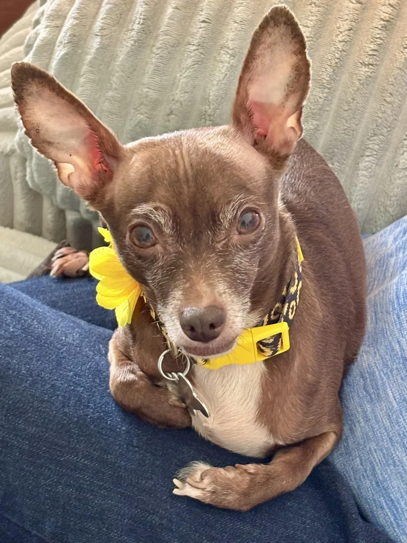 A senior small-sized female Chihuahua dog named Pumpkin Spice for adoption in Palatine, IL