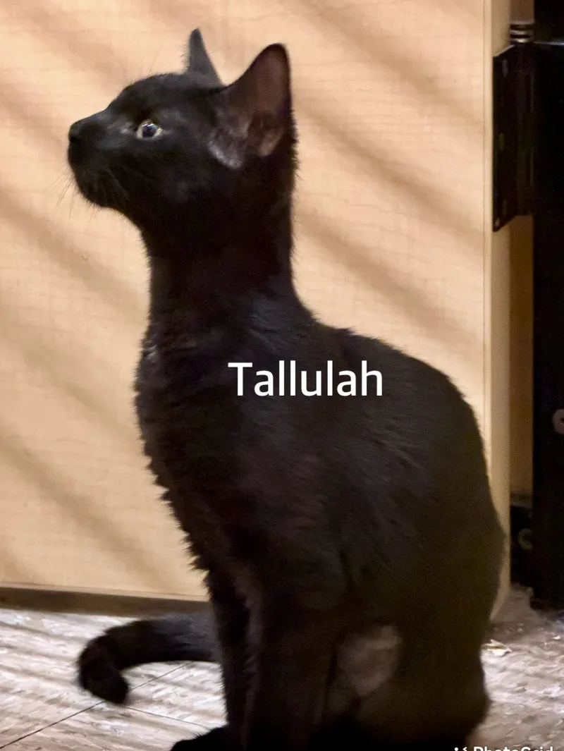 A baby medium-sized female Black Domestic Short Hair cat named Tallulah for adoption in Owasso, OK