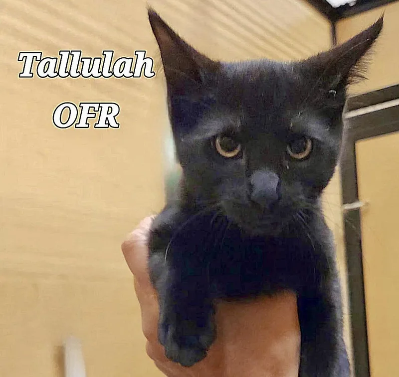 Tallulah thumbnail 2
