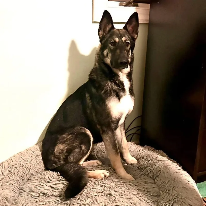A young medium-sized female German Shepherd Dog dog named Wheat Thin for adoption in Philadelphia, PA