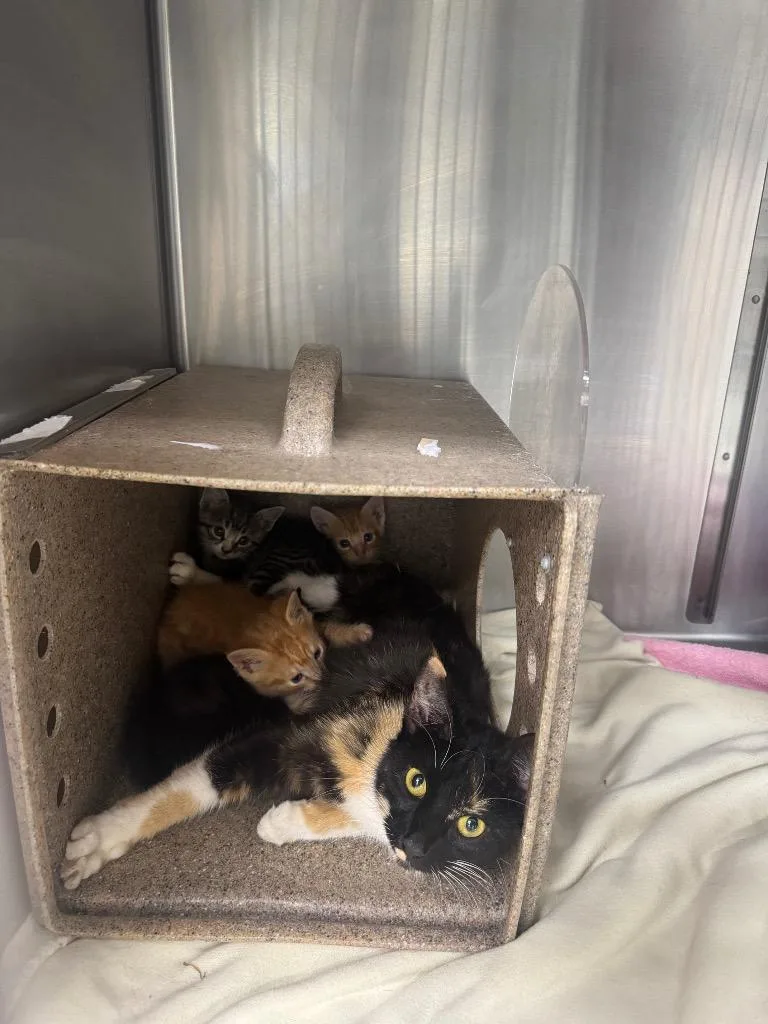 A young medium-sized female Domestic Short Hair cat named Chili feral for adoption in Danielsville, GA