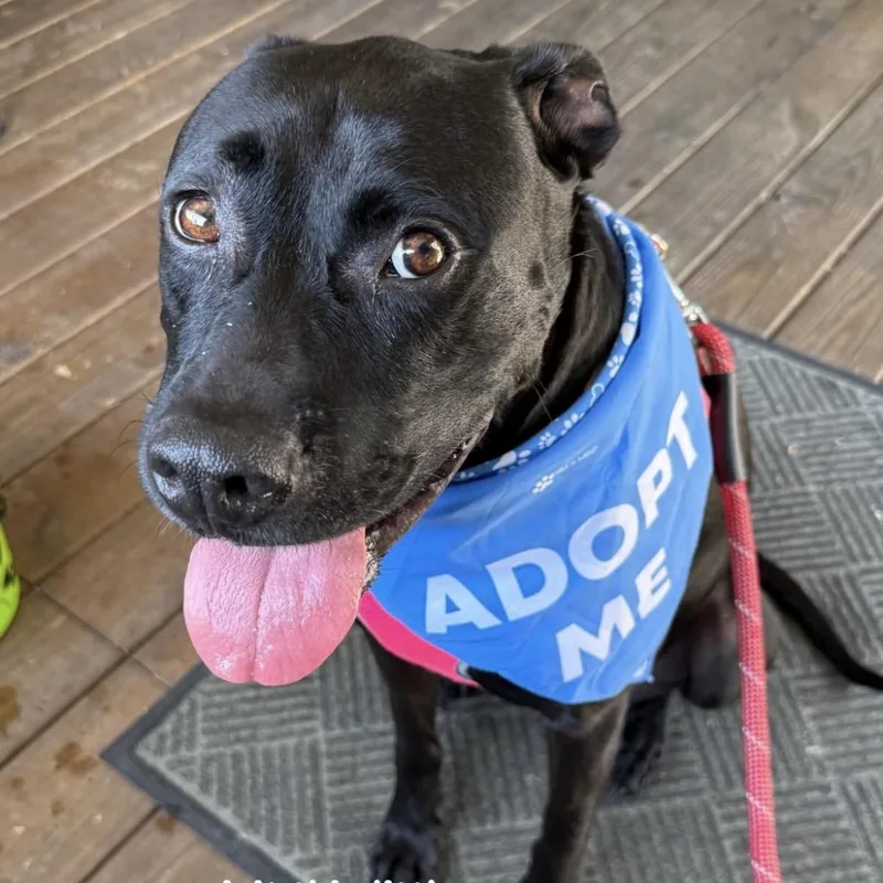 An adult medium-sized female Black Labrador Retriever dog named Hilda for adoption in Columbia, SC