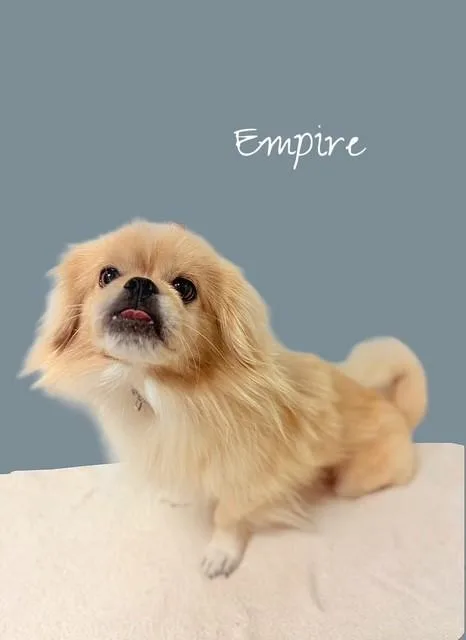 An adult small-sized male Yellow / Tan / Blond / Fawn Pekingese dog named Empire for adoption in Tulsa, OK