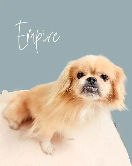 Empire thumbnail 3