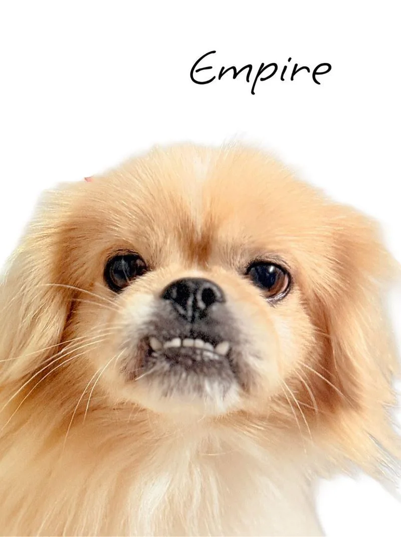 Empire thumbnail 4