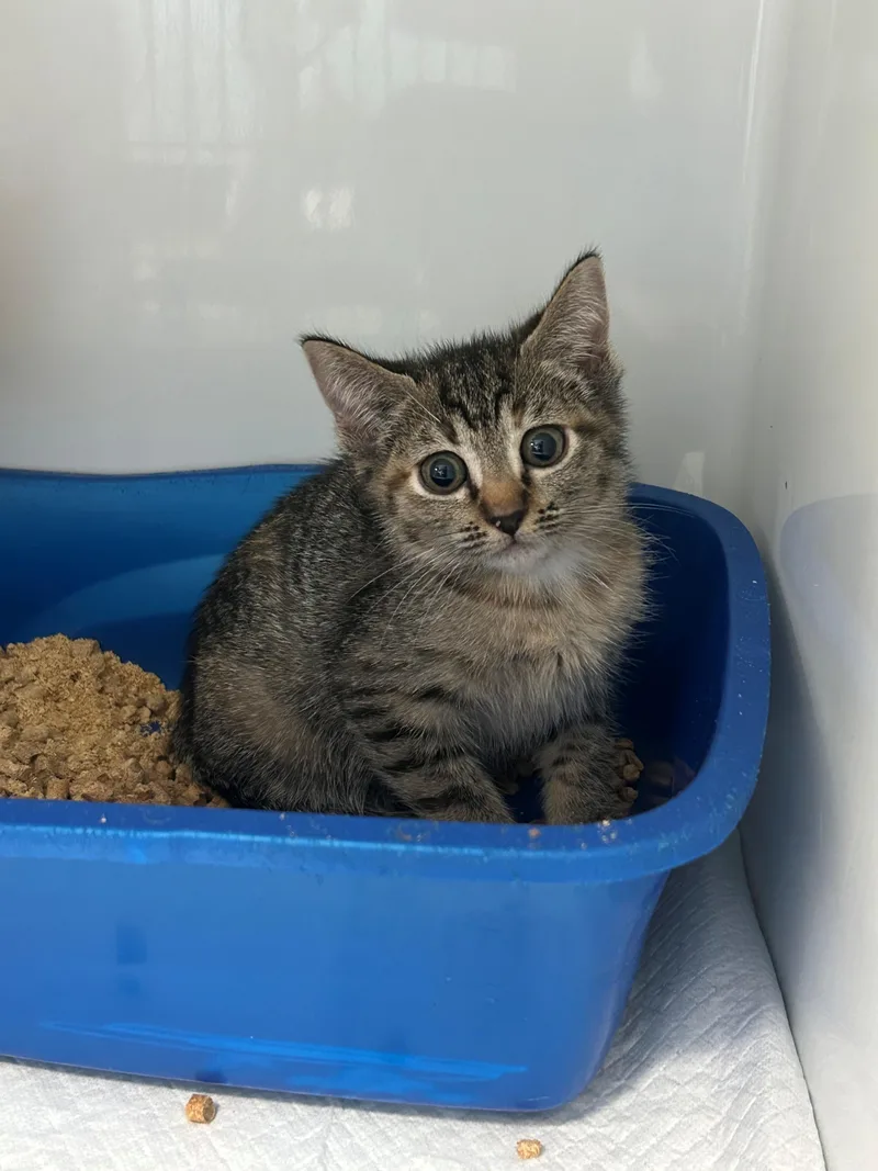 A baby small-sized female Tabby (Brown / Chocolate) Domestic Short Hair cat named Delia for adoption in Margate, FL