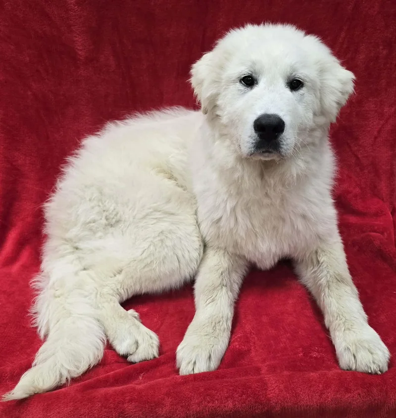 A young extra large-sized male White / Cream Great Pyrenees dog named Churro for adoption in Frankfort, IN