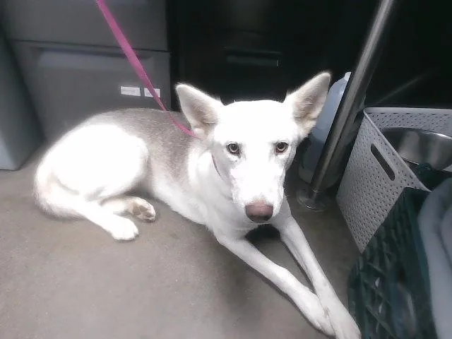 A young large-sized female Husky dog named Lala for adoption in Phoenix, AZ