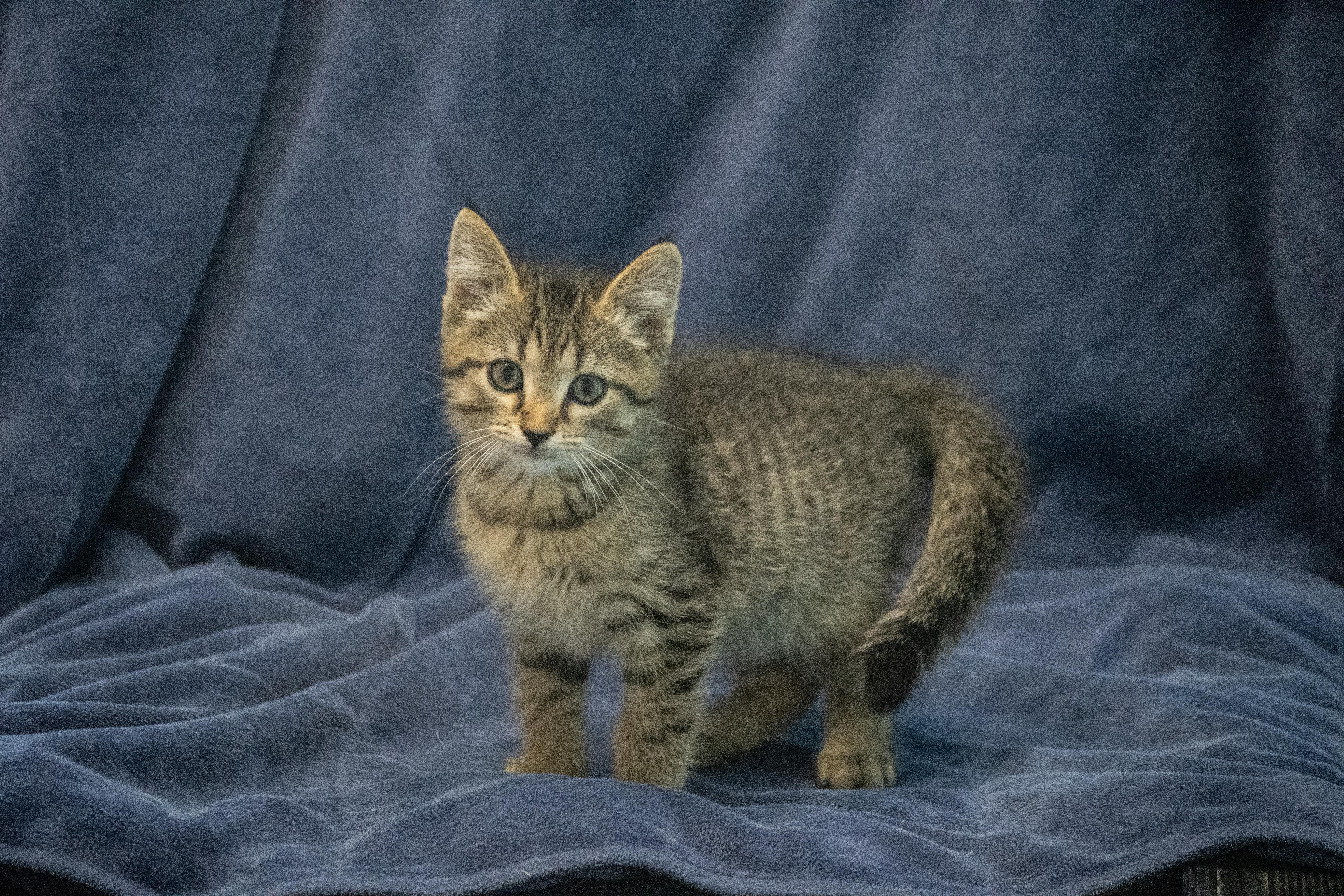 A baby medium-sized male Tabby (Brown / Chocolate) Domestic Short Hair cat named Mr. Pibb for adoption in Winchester, KY