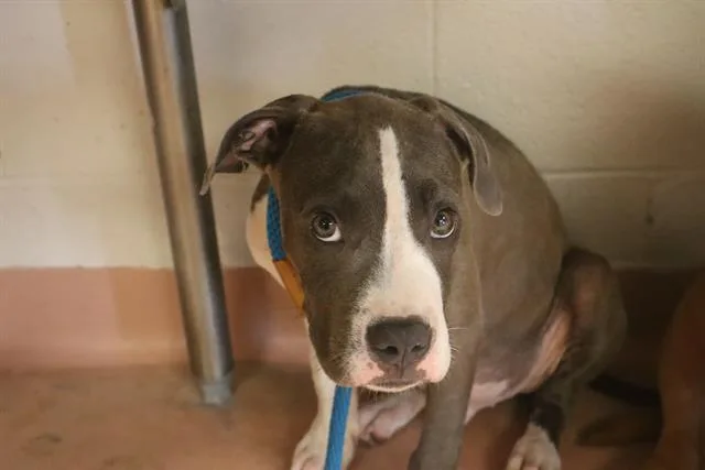 A young medium-sized male Mixed Breed dog named Andrew for adoption in Columbia, SC