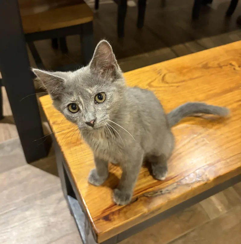 A baby medium-sized female Gray / Blue / Silver Domestic Short Hair cat named Lace for adoption in Weatherford, TX