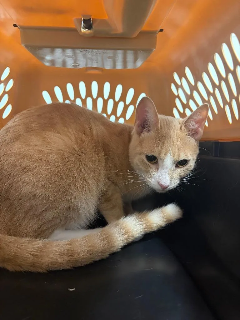 A young medium-sized male Domestic Short Hair cat named Macaroni for adoption in Bloomington, IN