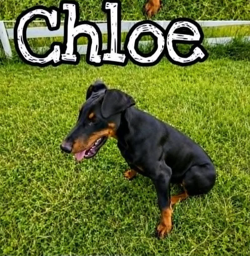 A baby medium-sized female Doberman Pinscher dog named Chloe for adoption in Hinton, WV