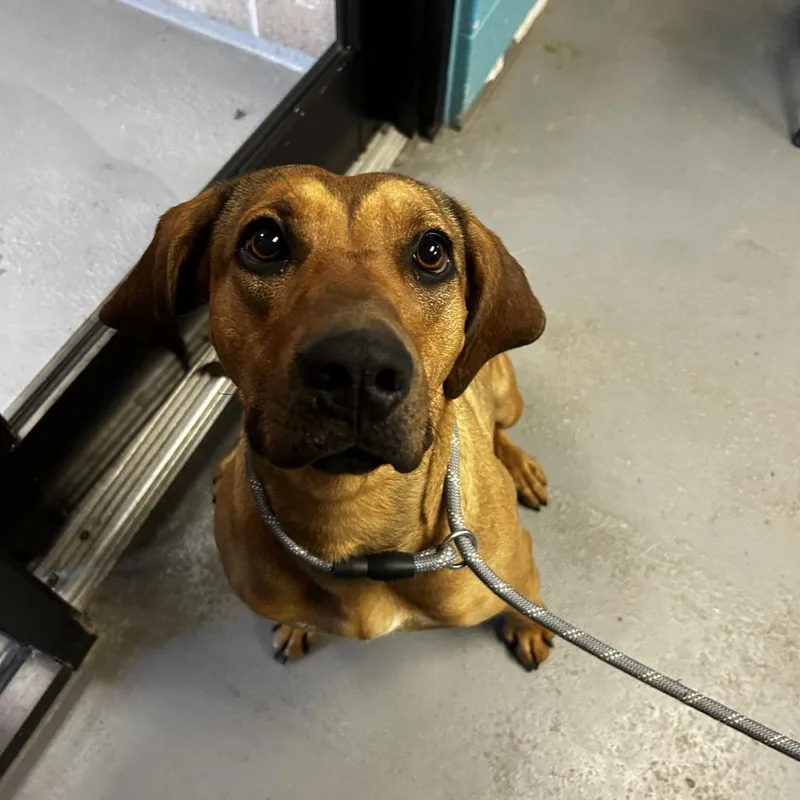 An adult medium-sized female Brown / Chocolate Mixed Breed dog named Dune for adoption in Spruce Pine, NC