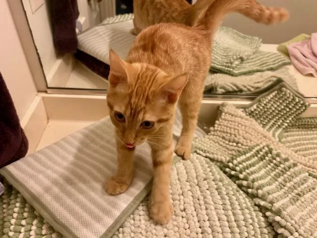 A young small-sized female Orange & White Domestic Short Hair cat named June Bug for adoption in Ashland, VA
