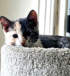A baby medium-sized female Dilute Tortoiseshell cat named MarigoldKDC for adoption in Greenville, DE