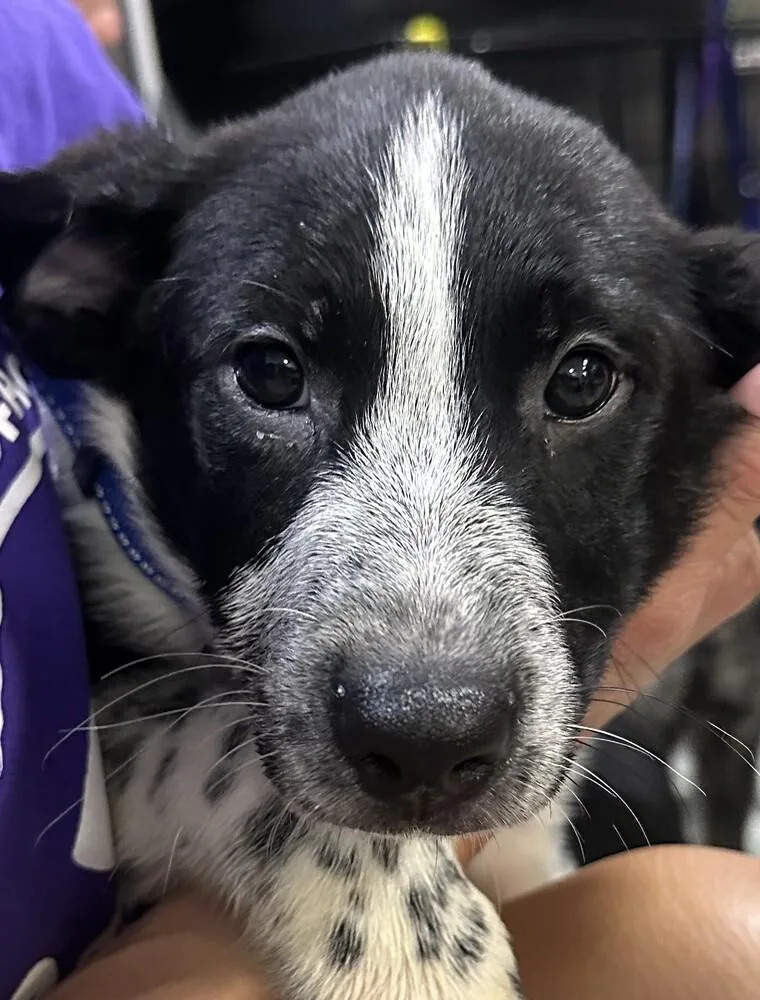 A baby small-sized male Tricolor (Brown, Black, & White) Australian Shepherd dog named Otter Blue Collar for adoption in Anoka, MN