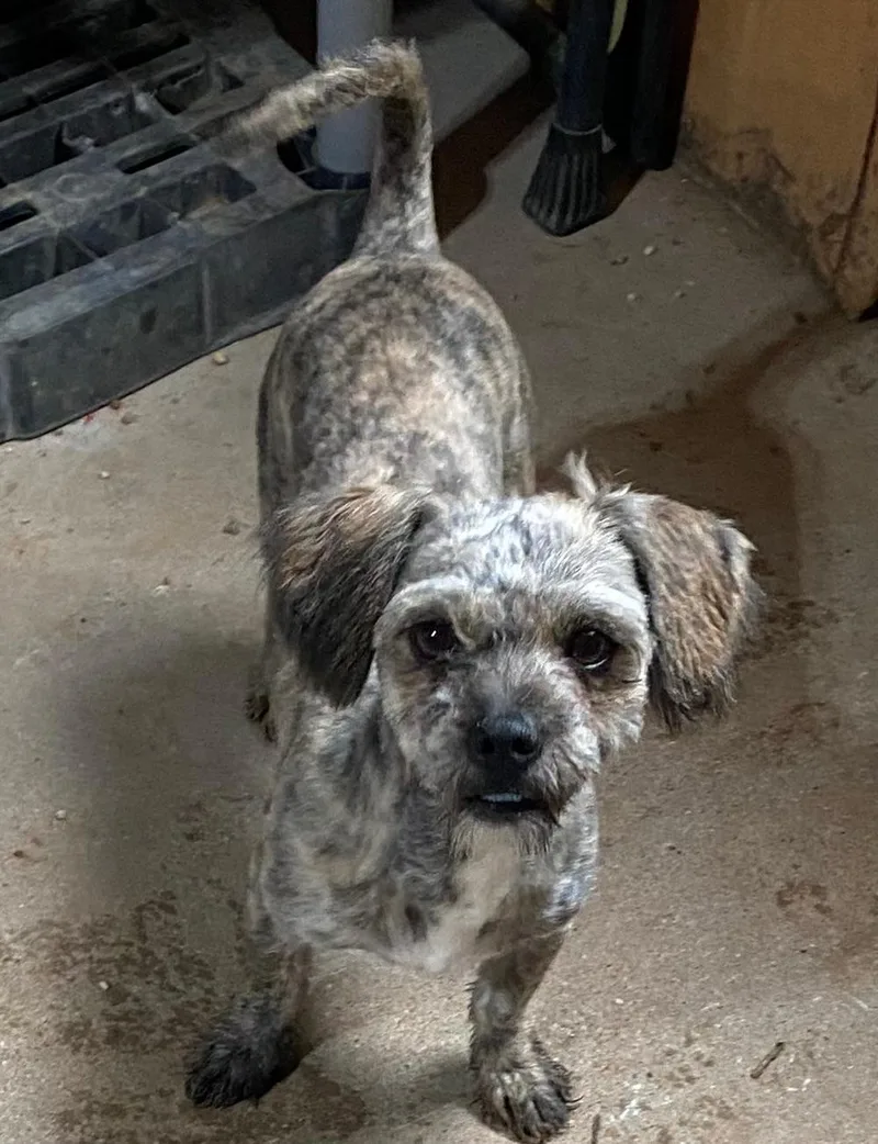 A young small-sized male Brindle Terrier dog named Fritz for adoption in Post, TX