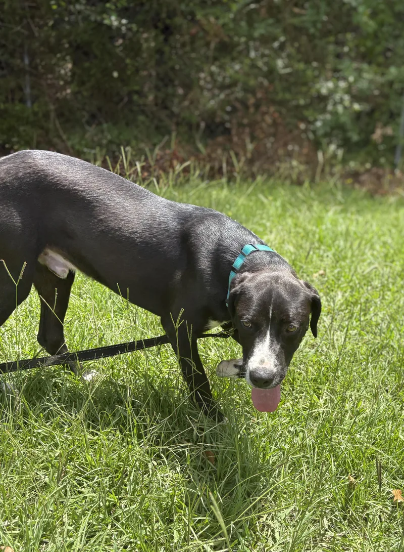 A young medium-sized male Black Mixed Breed dog named Ranch for adoption in Winnsboro, SC