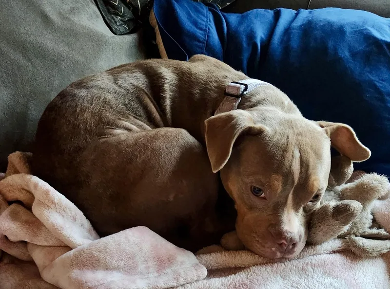 A baby medium-sized female Brown / Chocolate American Bully dog named Cheese for adoption in Cleveland, OH