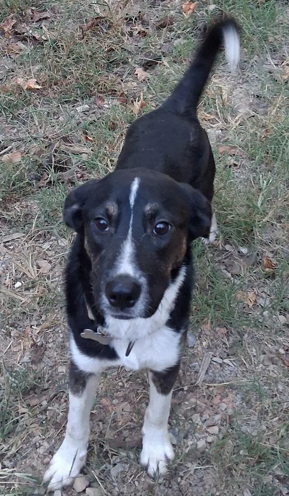 An adult medium-sized male Border Collie dog named Birmingham for adoption in Boston, MA