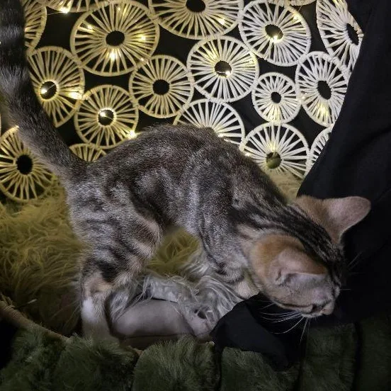 A baby medium-sized female Tabby (Gray / Blue / Silver) Tabby cat named Zelda for adoption in Carneys Point, NJ