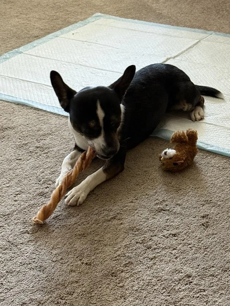 A young small-sized male Tricolor (Brown, Black, & White) Chihuahua dog named Jax for adoption in Beaumont, CA